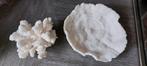 2 witte koralen paddestoelkoraal, Ophalen of Verzenden, Fossiel