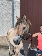 Jument plein papiers fjord, Animaux & Accessoires, Enlèvement ou Envoi