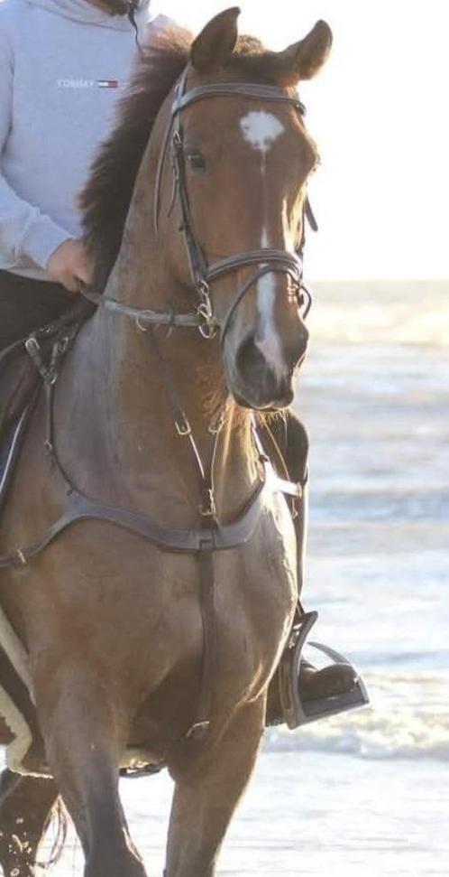 Lot hoofdstellen, beenbescherming, bitten,..., Dieren en Toebehoren, Paarden en Pony's | Hoofdstellen en Tuigage, Gebruikt, Springen