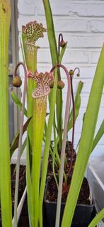 Sarracenia leucophylla; vleesetende plant; trompetbekerplant, Volle zon, Vaste plant, Zomer, Ophalen