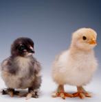 Binnenkort Brahma kuikens ? Mooie hanen te verkrijgen, Dieren en Toebehoren