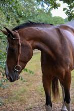Knappe merrie te koop