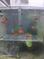 Platy en Molly, Dieren en Toebehoren, Vissen | Aquariumvissen, Vis, Zoetwatervis