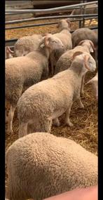 Cherche mouton, Ophalen of Verzenden