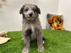Sheltidoodle pups (Sheltie x Poedel), Dieren en Toebehoren, Honden | Niet-rashonden, België, 8 tot 15 weken, CDV (hondenziekte)