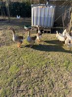 grauwe ganzen, Dieren en Toebehoren, Pluimvee, Vrouwelijk, Gans of Zwaan