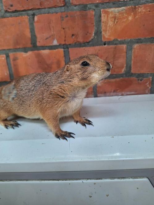 Koppel prairiehondjes super tam 2024, Dieren en Toebehoren, Knaagdieren, Tam