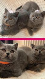 Brits korthaar kittens, Dieren en Toebehoren, Katten en Kittens | Raskatten | Korthaar, Poes, Gechipt, 0 tot 2 jaar