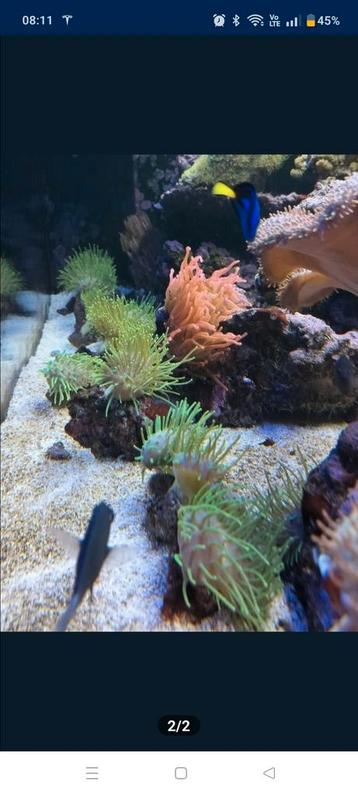 Groene sarcophyton  beschikbaar voor biedingen