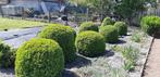Buxussen, Tuin en Terras, Ophalen
