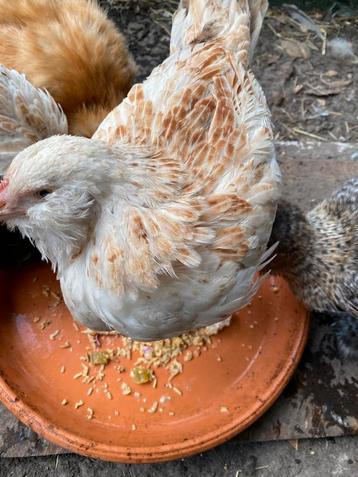 Faverolles hen beschikbaar voor biedingen