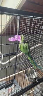 Halsbandparkiet met kooi en toebehoren, Dieren en Toebehoren, Tam