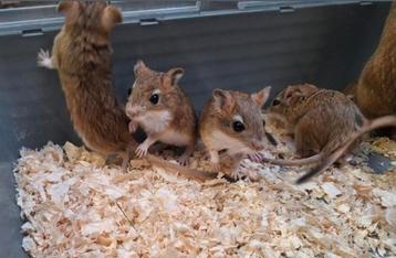 Jonge Perzische gerbils 