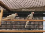 2 Diamantduiven, Dieren en Toebehoren, Vogels | Duiven, Mannelijk, Overige soorten