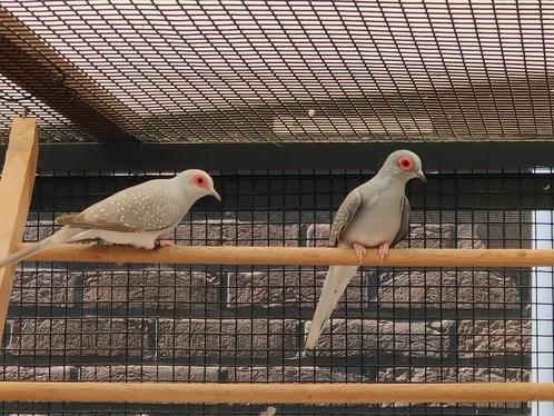 2 Diamantduiven, Dieren en Toebehoren, Vogels | Duiven, Overige soorten, Mannelijk