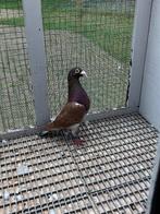 Vliegduiven, Dieren en Toebehoren, Mannelijk, Postduif