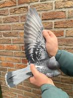 Couple de frères Janssens Arendonk 2024, Animaux & Accessoires, Oiseaux | Pigeons, Plusieurs animaux, Pigeon voyageur