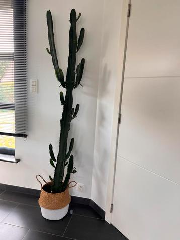 Cactus 200cm beschikbaar voor biedingen