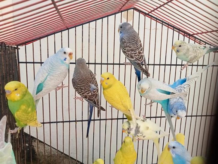 Très belle coloris de perruches ondulées, Animaux & Accessoires, Oiseaux | Perruches & Perroquets, Perruche, Plusieurs animaux