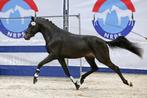 Chique ster predicaat hengst aangeboden!, Dieren en Toebehoren, Pony's, E pony (1.48m - 1.57m), Gechipt, Dressuurpony, Hengst