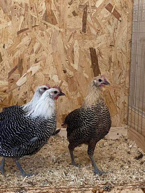 Zilverbrakel + citroenbrakel, Dieren en Toebehoren, Pluimvee, Kip, Meerdere dieren
