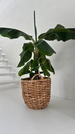 Bananen plant met rieten mand, Huis en Inrichting, Woonaccessoires | Schalen en Manden, Ophalen, Mand