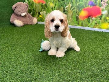 Chiots Cocker Spaniel américain