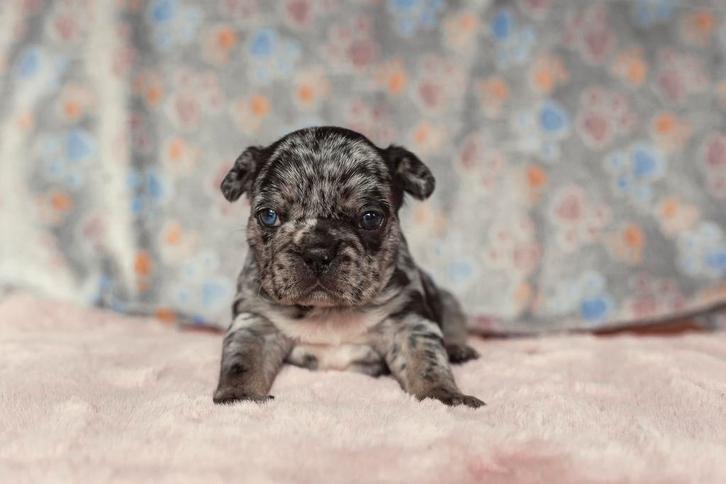 Franse Bulldog pups, Dieren en Toebehoren, Honden | Bulldogs, Pinschers en Molossers, Meerdere dieren, Bulldog, Fokker | Hobbymatig
