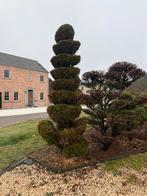 Taxus spiraal, Tuin en Terras, Ophalen