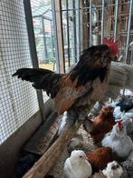 Trio ukkelse baardkrielen, Dieren en Toebehoren, Pluimvee