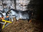 Dwerggeit bokje blauwschimmel, Dieren en Toebehoren, Schapen, Geiten en Varkens