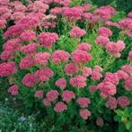 Sedum Brilliant & Herbstfreude, Ophalen, Herfst