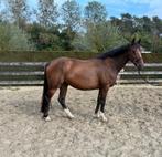 6 jarige Farfelu de muze merrie, Animaux & Accessoires, Chevaux, Débourré, 165 à 170 cm, Vermifugé, Cheval de saut