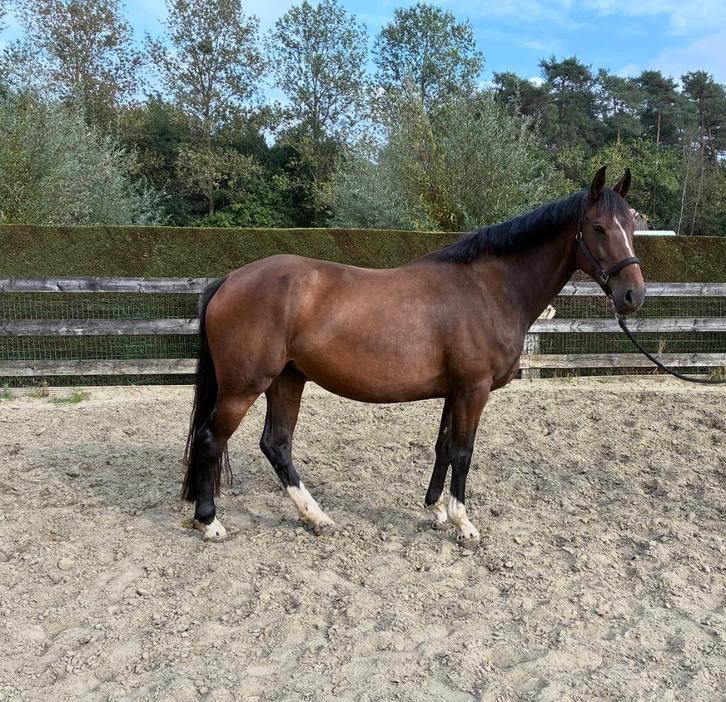 6 jarige Farfelu de muze merrie, Animaux & Accessoires, Chevaux, Jument, Débourré, 165 à 170 cm, 3 à 6 ans, Cheval de saut, Avec pedigree