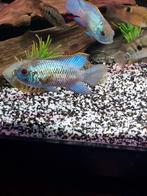 Jonge blue acara cichliden, Dieren en Toebehoren, Vissen | Aquariumvissen