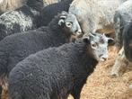 Herdwick ramlammeren met stamboek te koop, Dieren en Toebehoren, Mannelijk, Schaap, 0 tot 2 jaar