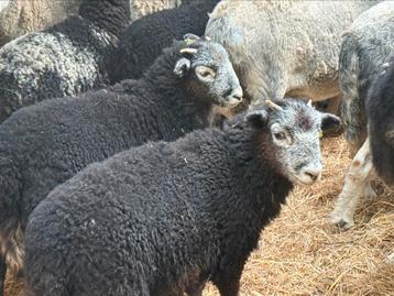 Herdwick ramlammeren met stamboek te koop, Mâle, Mouton, 0 à 2 ans