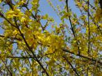 Forsythia (mimosa de Paris), Ophalen, Overige soorten, Struik, 100 tot 250 cm