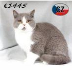 Britse Korthaar (bicolor) katertje te koop, Kater, Gechipt, 0 tot 2 jaar