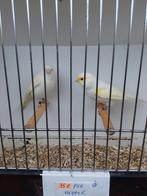 Kanaries, Dieren en Toebehoren