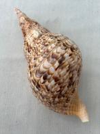 Grande coque de trompette en triton, Enlèvement, Neuf