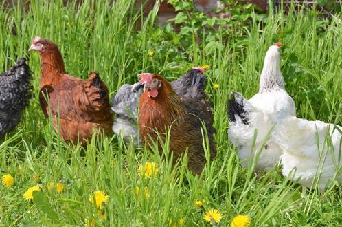 Ruime keuze kippen in 20 verschillende rassen vanaf 10 euro, Dieren en Toebehoren, Pluimvee, Kip, Vrouwelijk