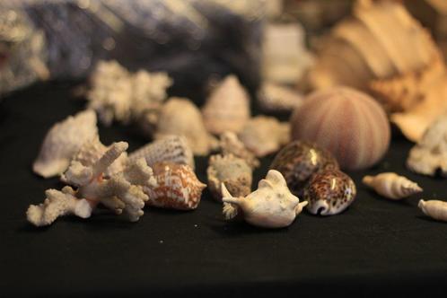 Verzameling Fossielen schelpen, Verzamelen, Mineralen en Fossielen, Schelp(en), Ophalen