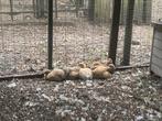 Wyandotte kuikens, Dieren en Toebehoren, Pluimvee
