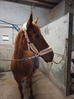 Verse volbloed te koop, Dieren en Toebehoren, Paarden, Ruin