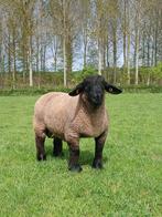 Agneaux du Suffolk, Animaux & Accessoires, Mâle, Mouton, 0 à 2 ans