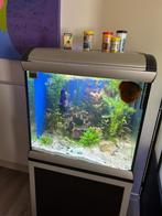 Aquarium Ferplast Star Cube, Ophalen, Gebruikt, Gevuld zoetwateraquarium