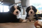 Berner sennen pups, Dieren en Toebehoren, Honden | Bulldogs, Pinschers en Molossers, België, CDV (hondenziekte), Meerdere, Fokker | Professioneel