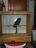 Kakariki a vendre, Dieren en Toebehoren, Vogels | Parkieten en Papegaaien, Mannelijk, Parkiet, Geringd