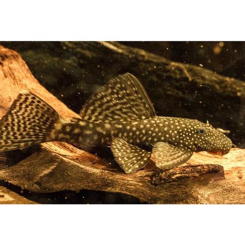Borstelneus / harnasmeerval, Dieren en Toebehoren, Vissen | Aquariumvissen